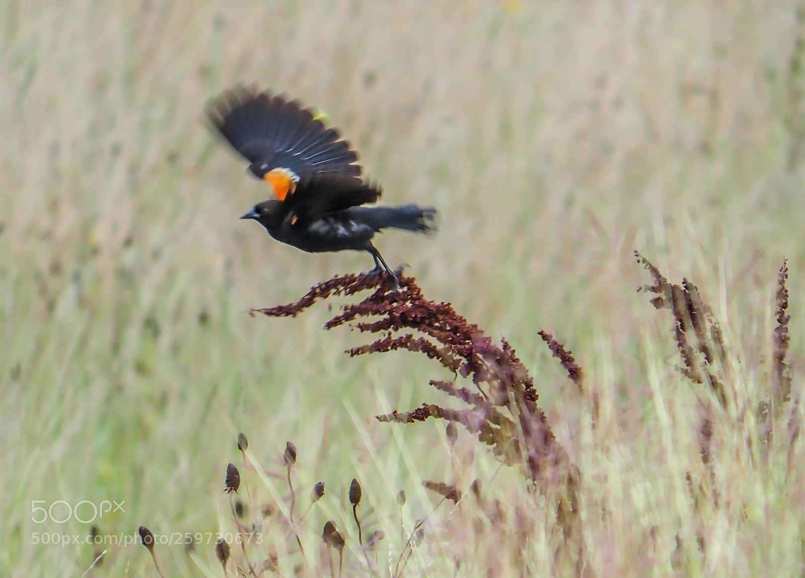Olympus OM-D E-M1 Mark II sample photo. Red-winged blackbird photography