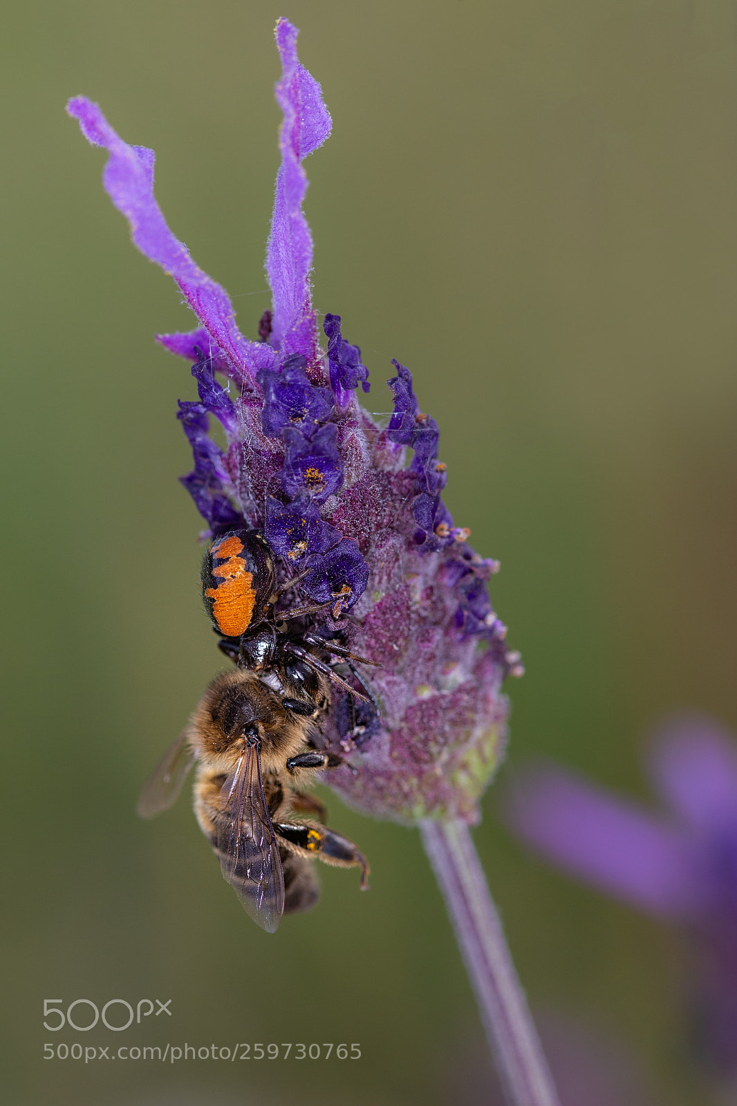 Canon EOS 6D sample photo. Spider hunting a bee photography