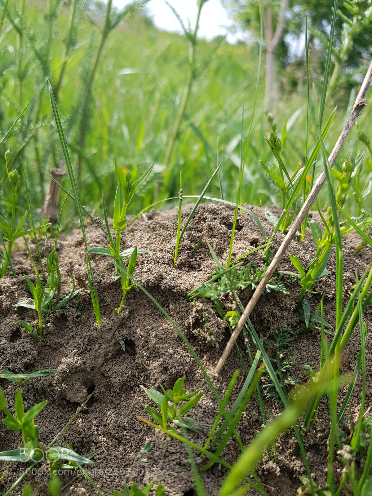 Samsung Galaxy S8 sample photo. Ants world photography