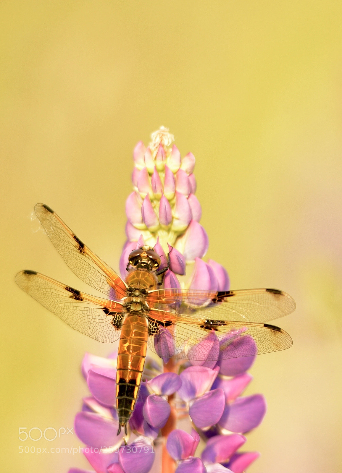 Nikon D850 sample photo. Golden dragonfly  photography