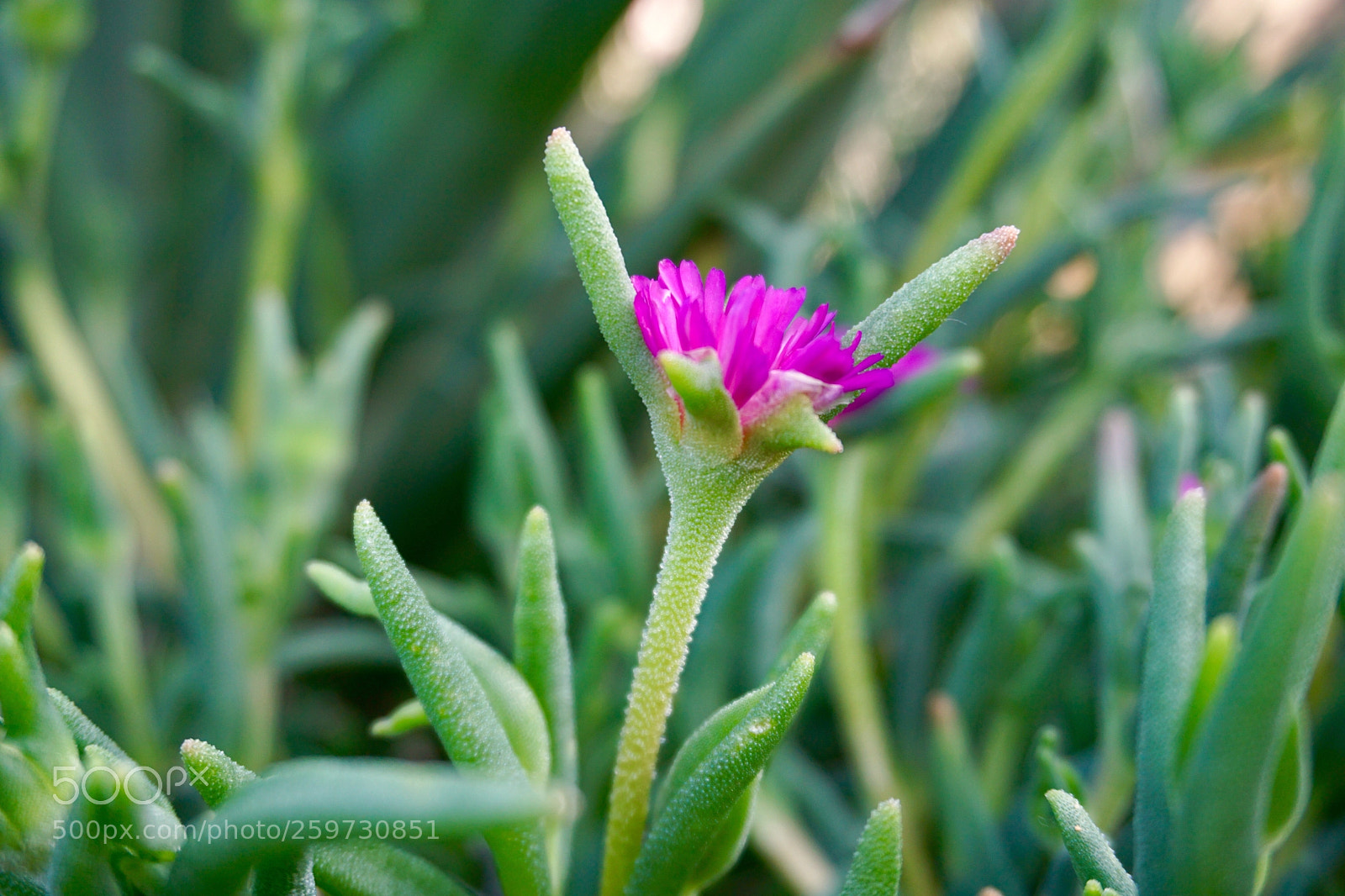 Sony a6000 sample photo. Alone photography