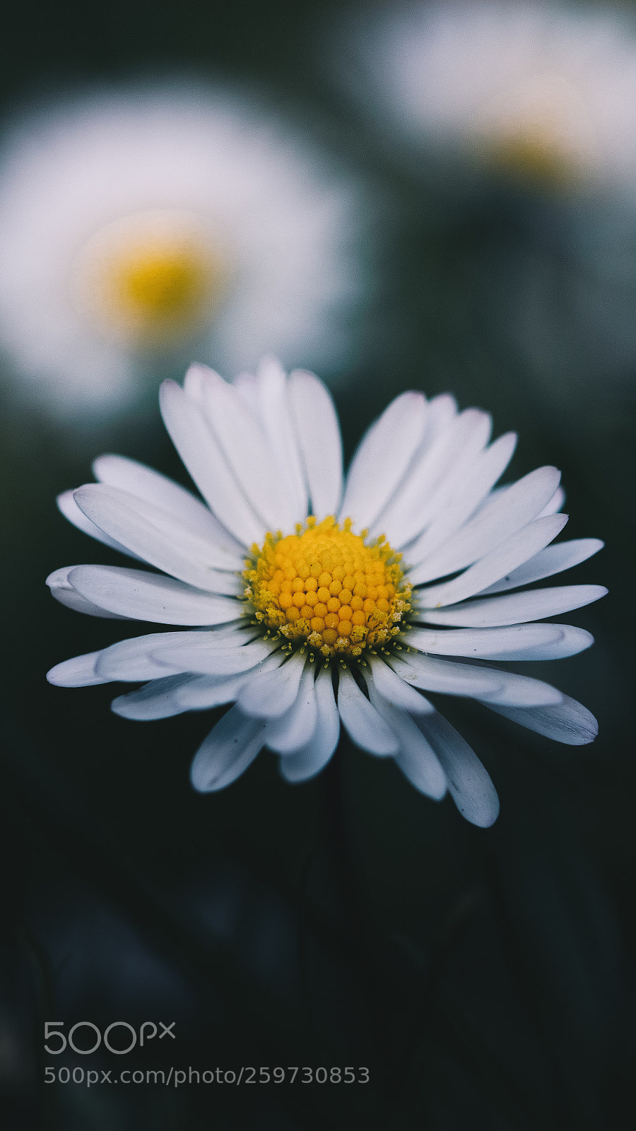 Canon EOS 700D (EOS Rebel T5i / EOS Kiss X7i) sample photo. Daisy in the grass photography