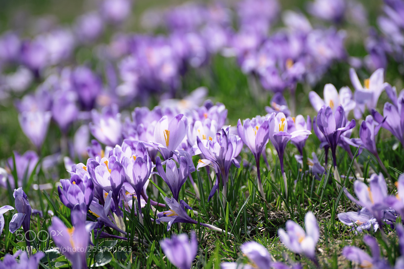 Nikon D750 sample photo. Spring crocus flowers photography