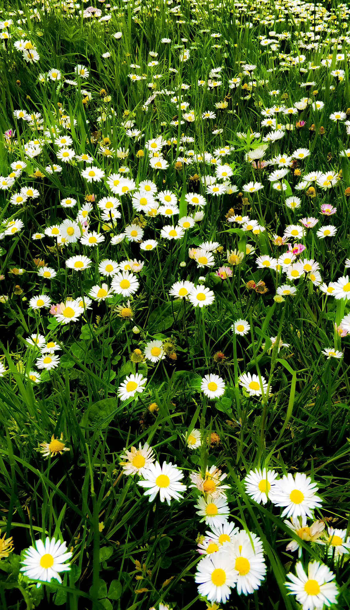 OnePlus 5T sample photo. Garden of daisy's photography