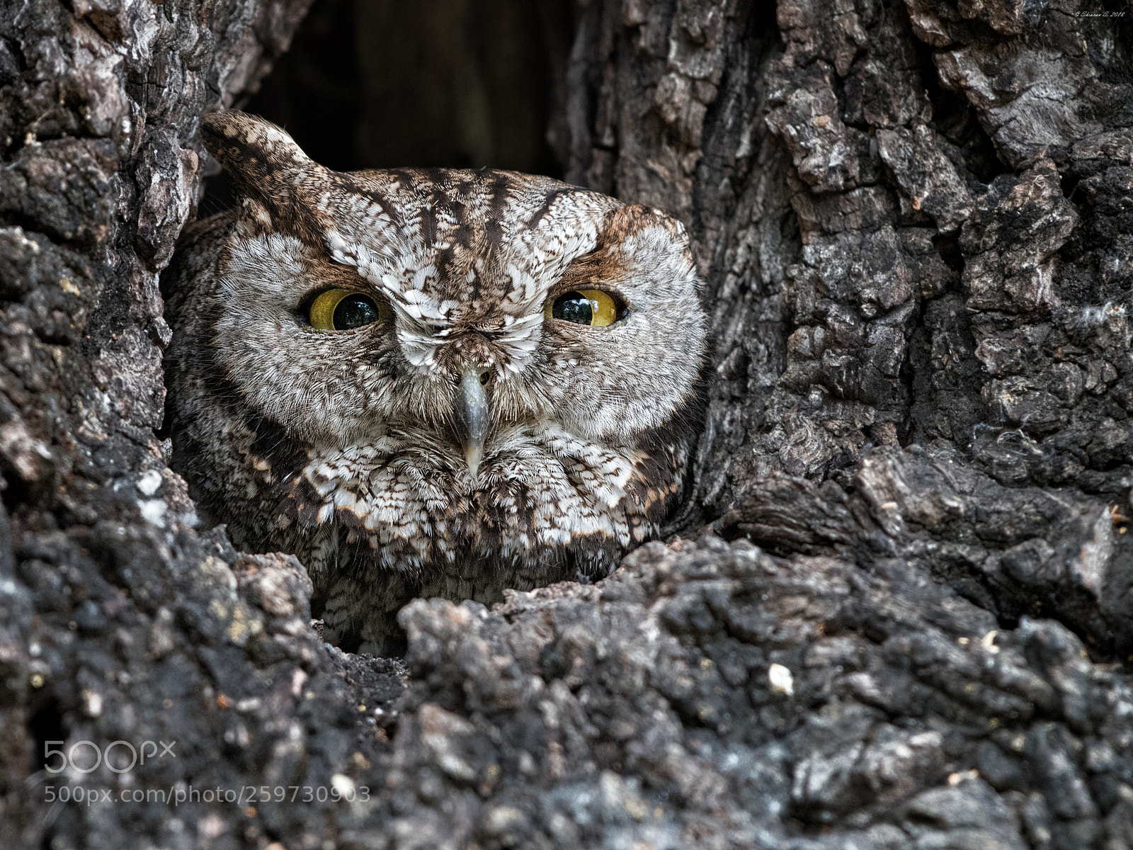 Nikon D810 sample photo. Western screech owl photography