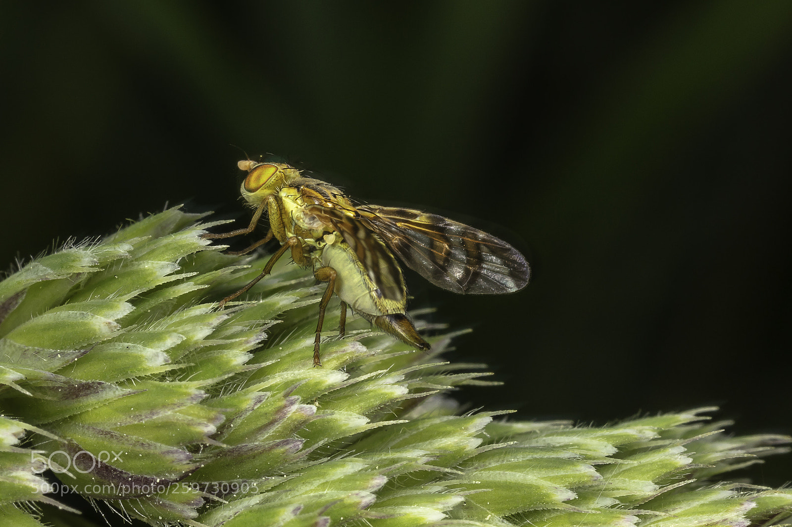 Canon EOS 5DS sample photo. Young one may 2018 photography
