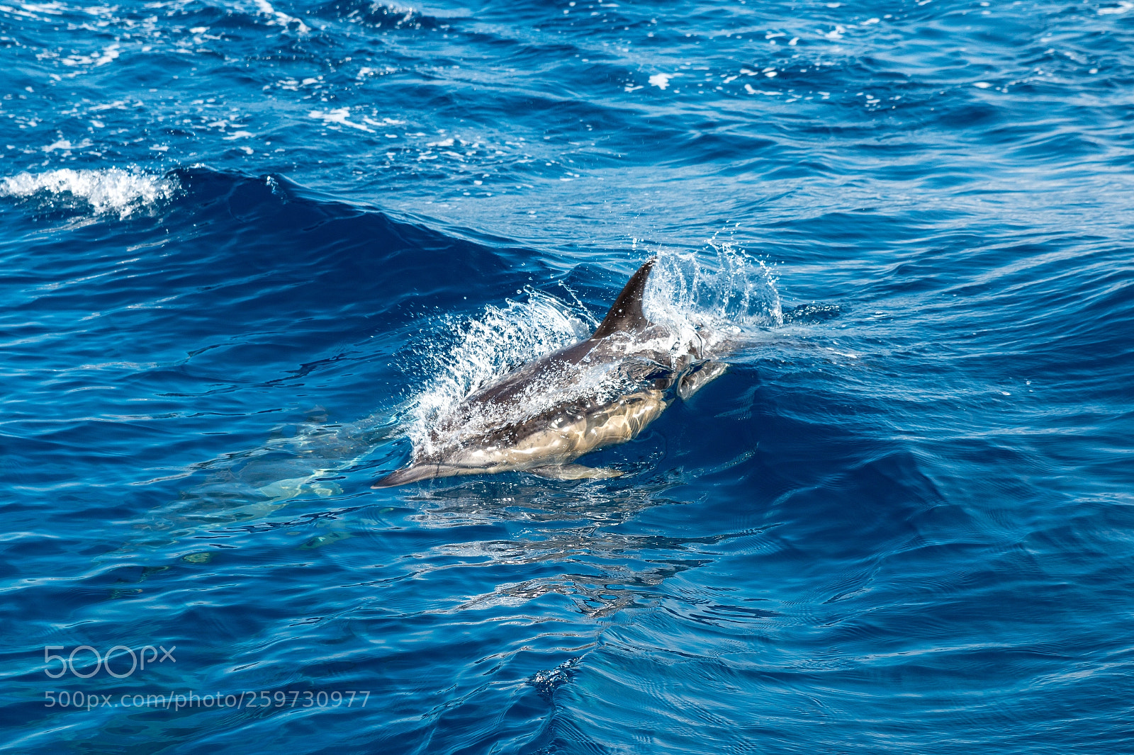 Canon EOS 70D sample photo. Dolphin in the azores photography
