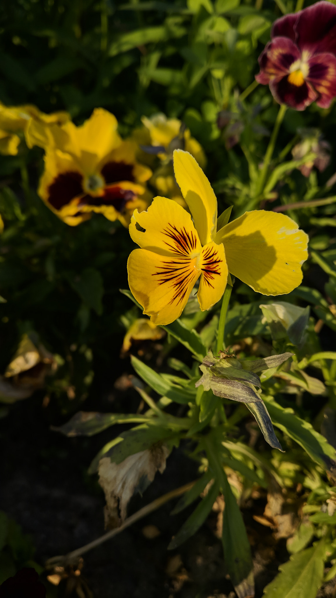 OnePlus A3010 sample photo. Sunshine flower photography