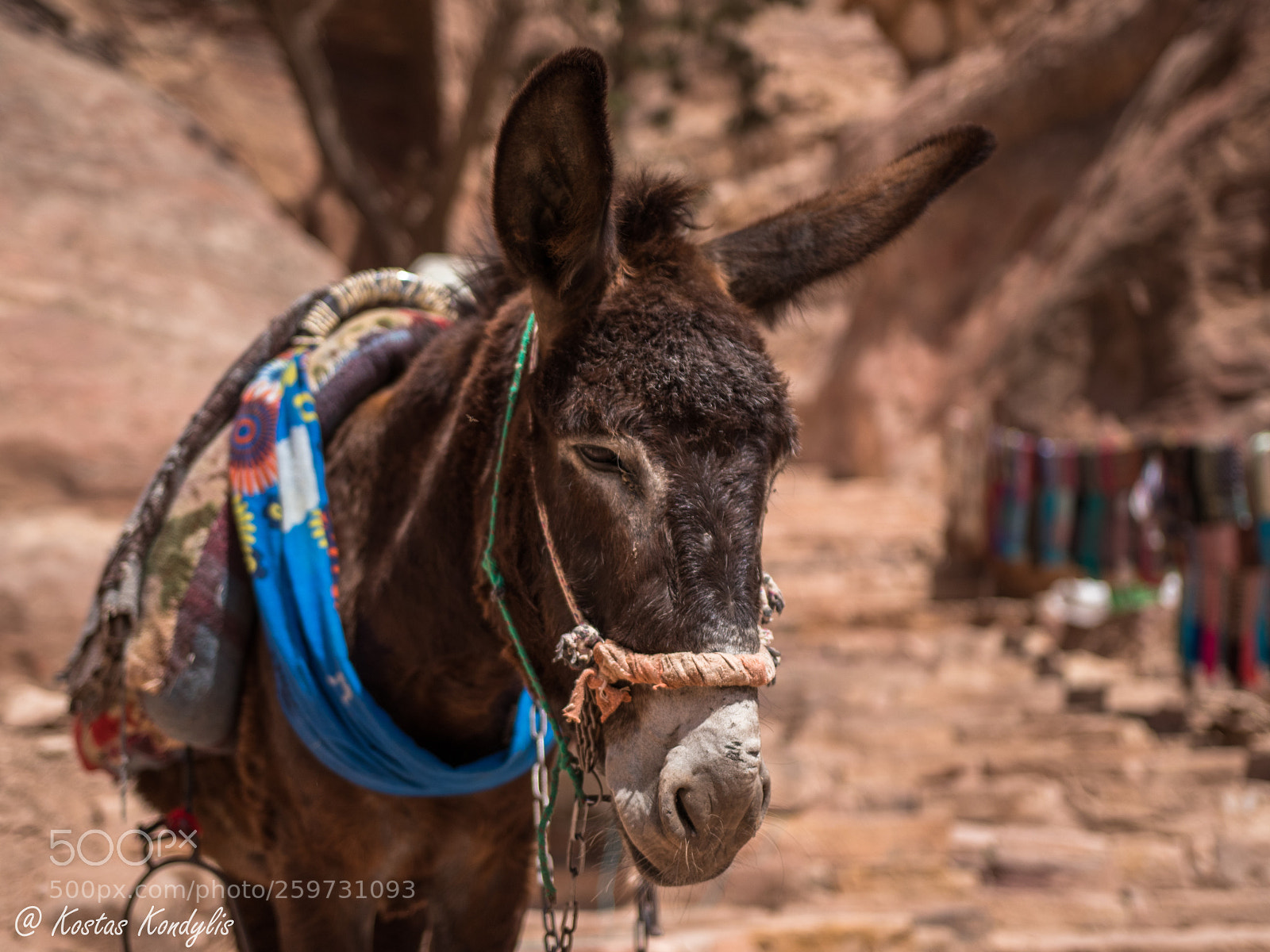 Canon EOS 80D sample photo. Donkey photography