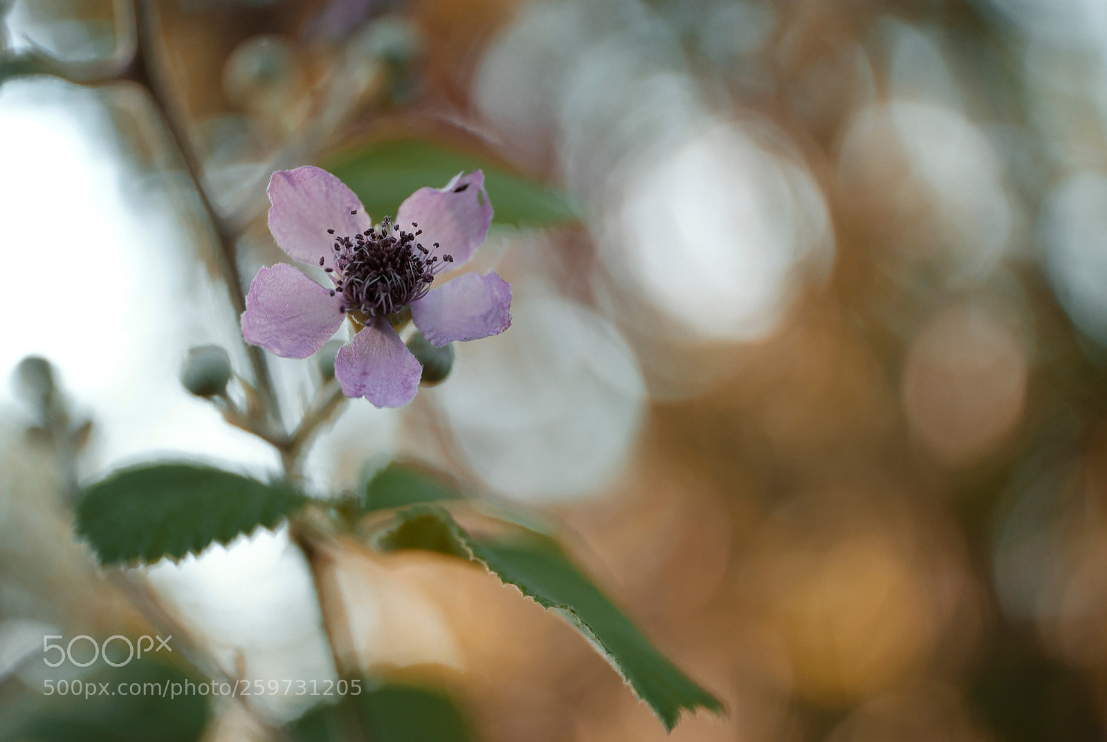 Fujifilm X-T1 sample photo. Dsf photography