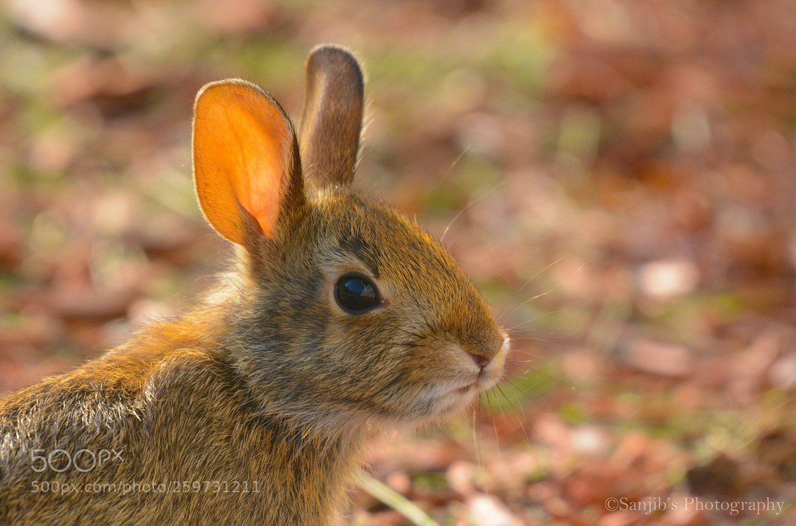 Nikon D7100 sample photo. :) photography
