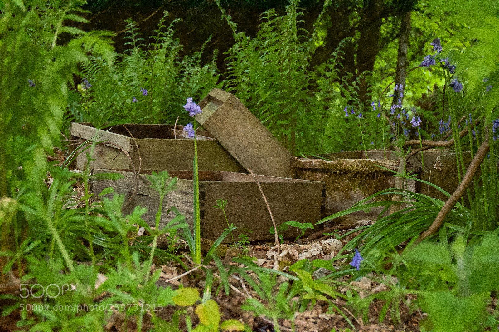 Nikon D5000 sample photo. The bees are gone photography