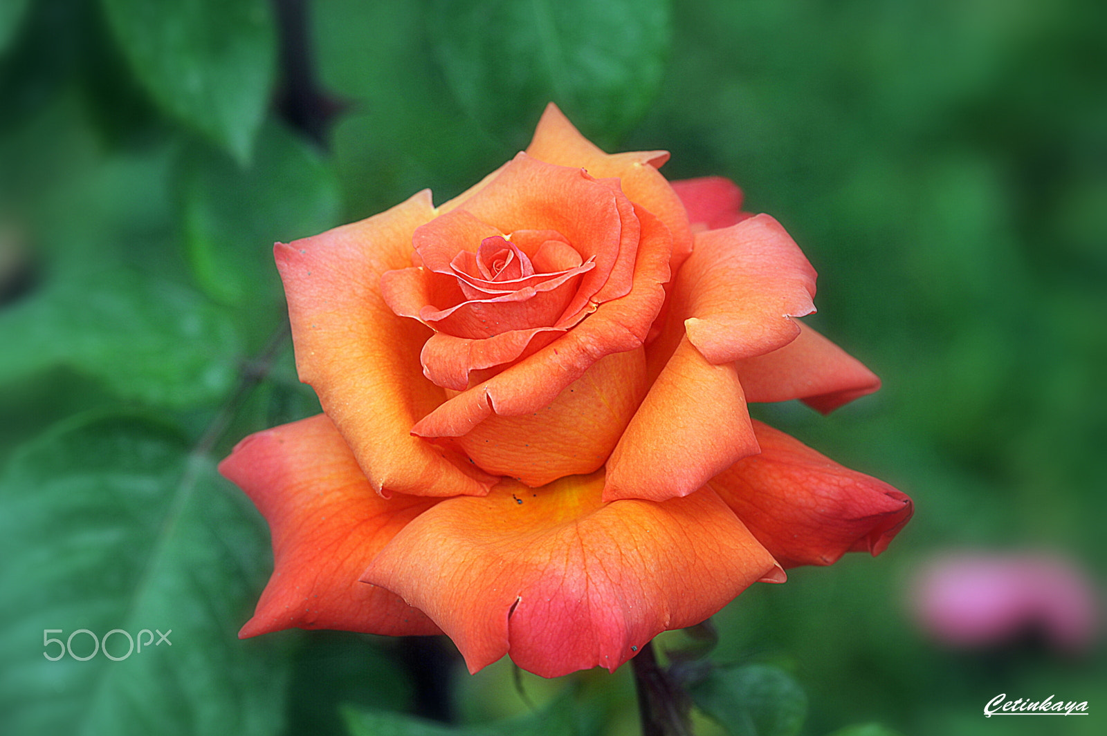 Nikon D700 + Sigma 150mm F2.8 EX DG Macro HSM sample photo. Rose.. photography