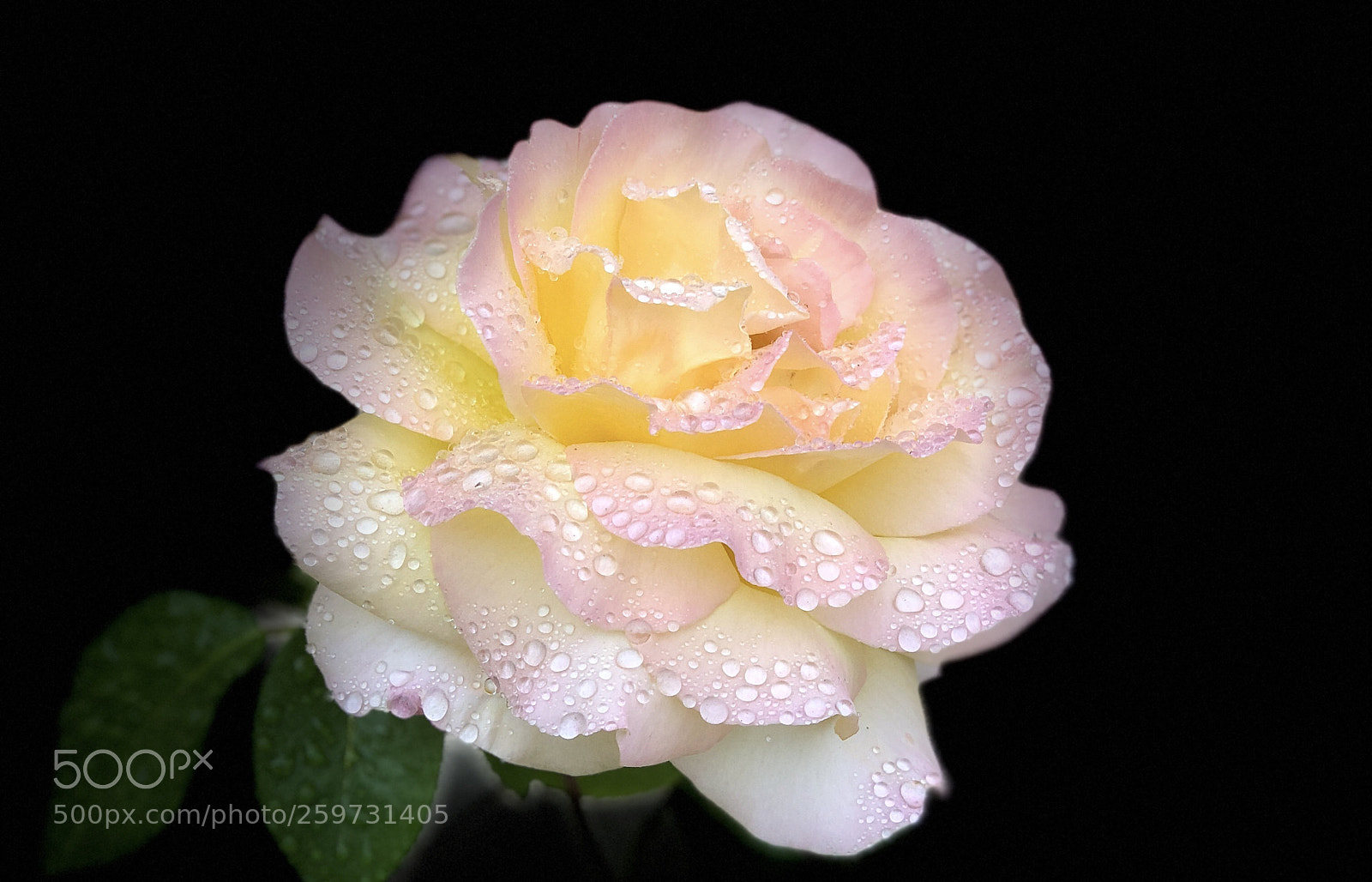 Apple iPhone X sample photo. Rain tears  photography