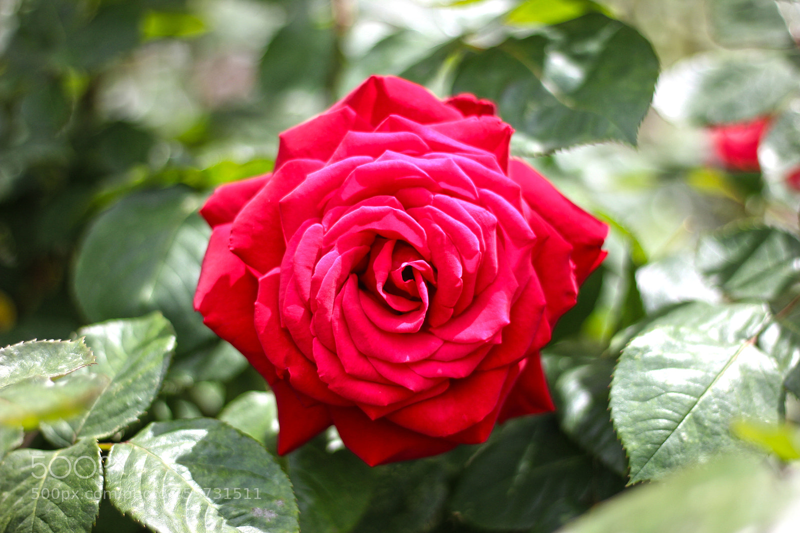 Canon EOS 600D (Rebel EOS T3i / EOS Kiss X5) sample photo. Rose photography