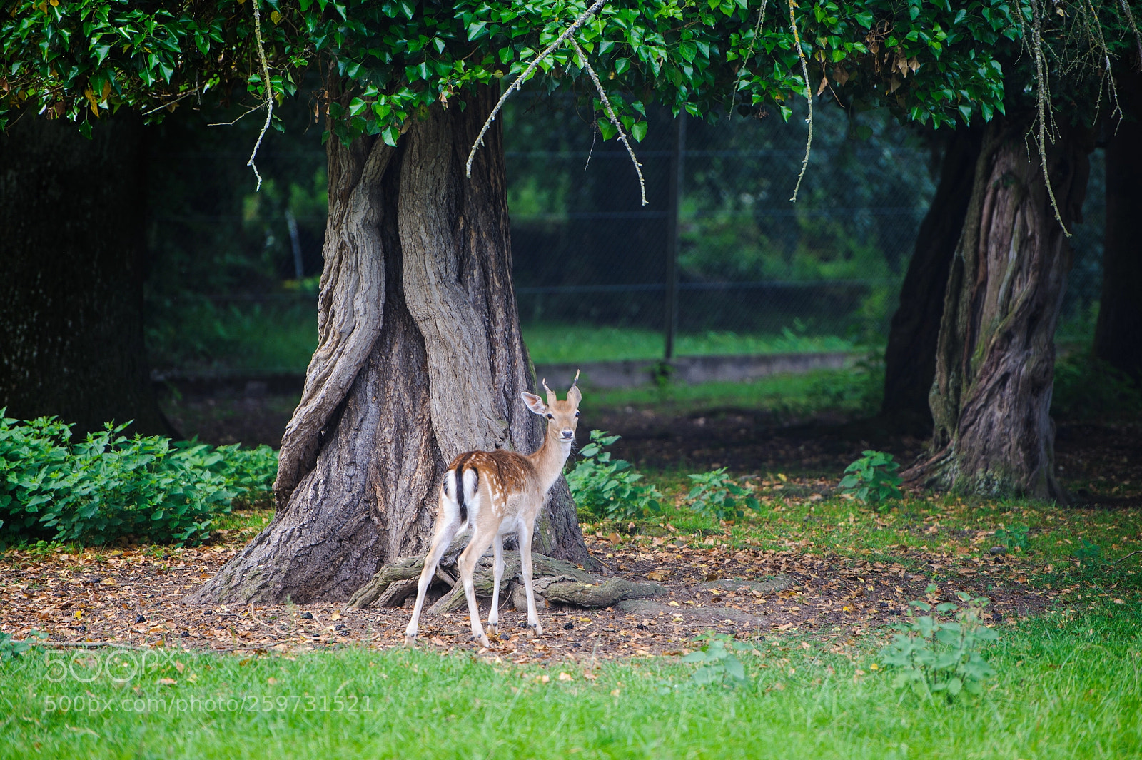 Nikon D700 sample photo. Deer at the zoo photography