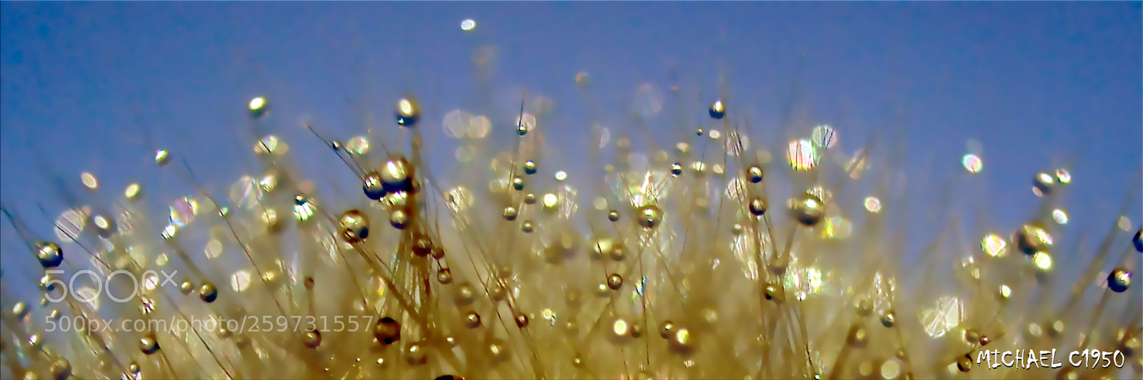 Nikon D3100 sample photo. The dandelion galaxy photography