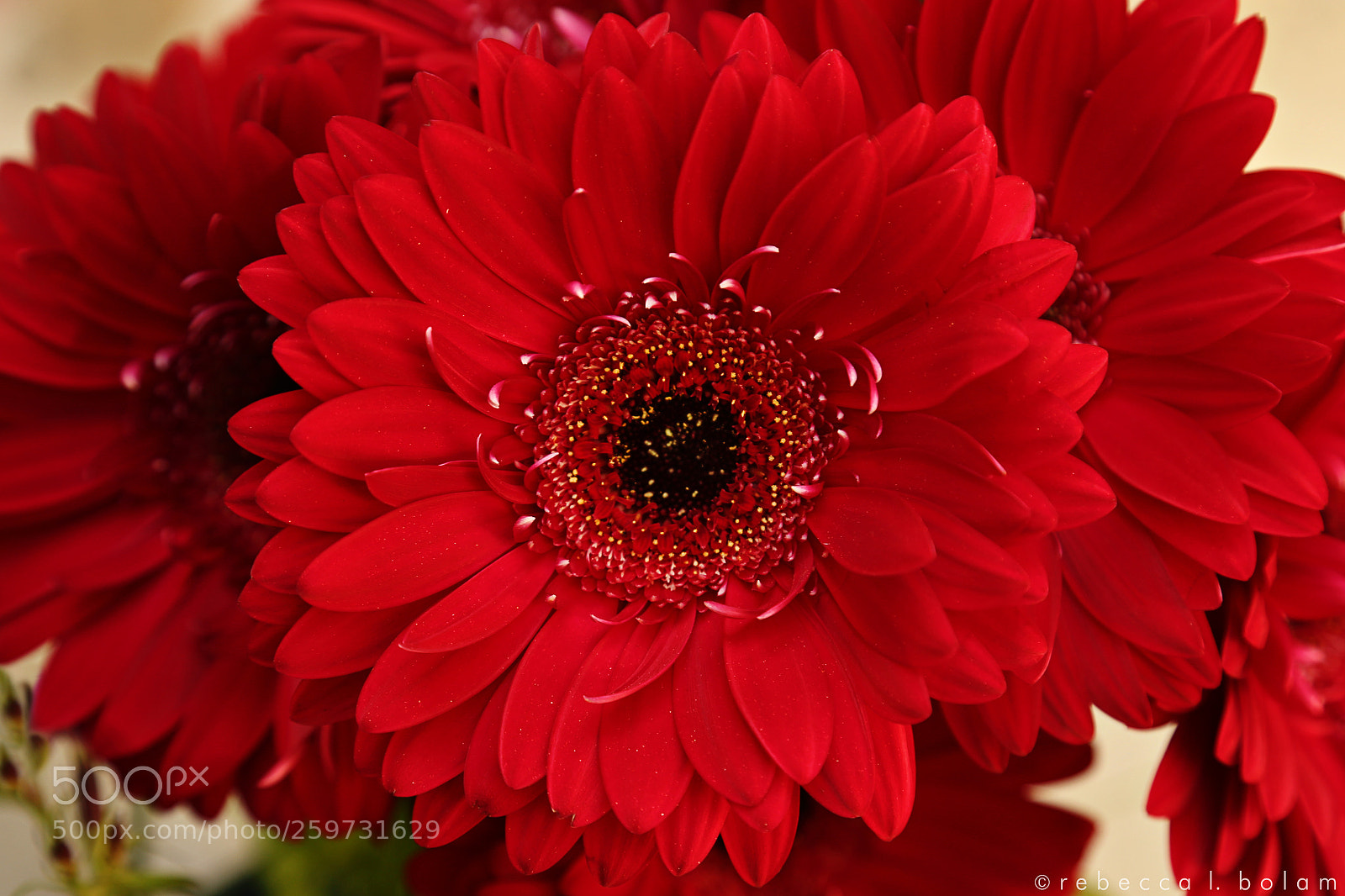 Canon EOS 6D sample photo. Red daisies photography