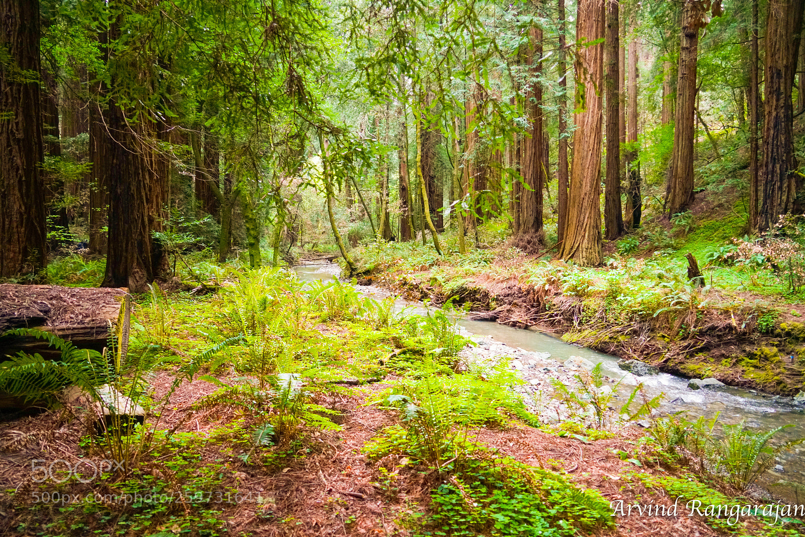 Sony a7R II sample photo. Muir woods photography