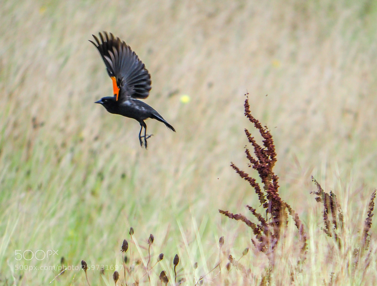 Olympus OM-D E-M1 Mark II sample photo. Bird and field photography