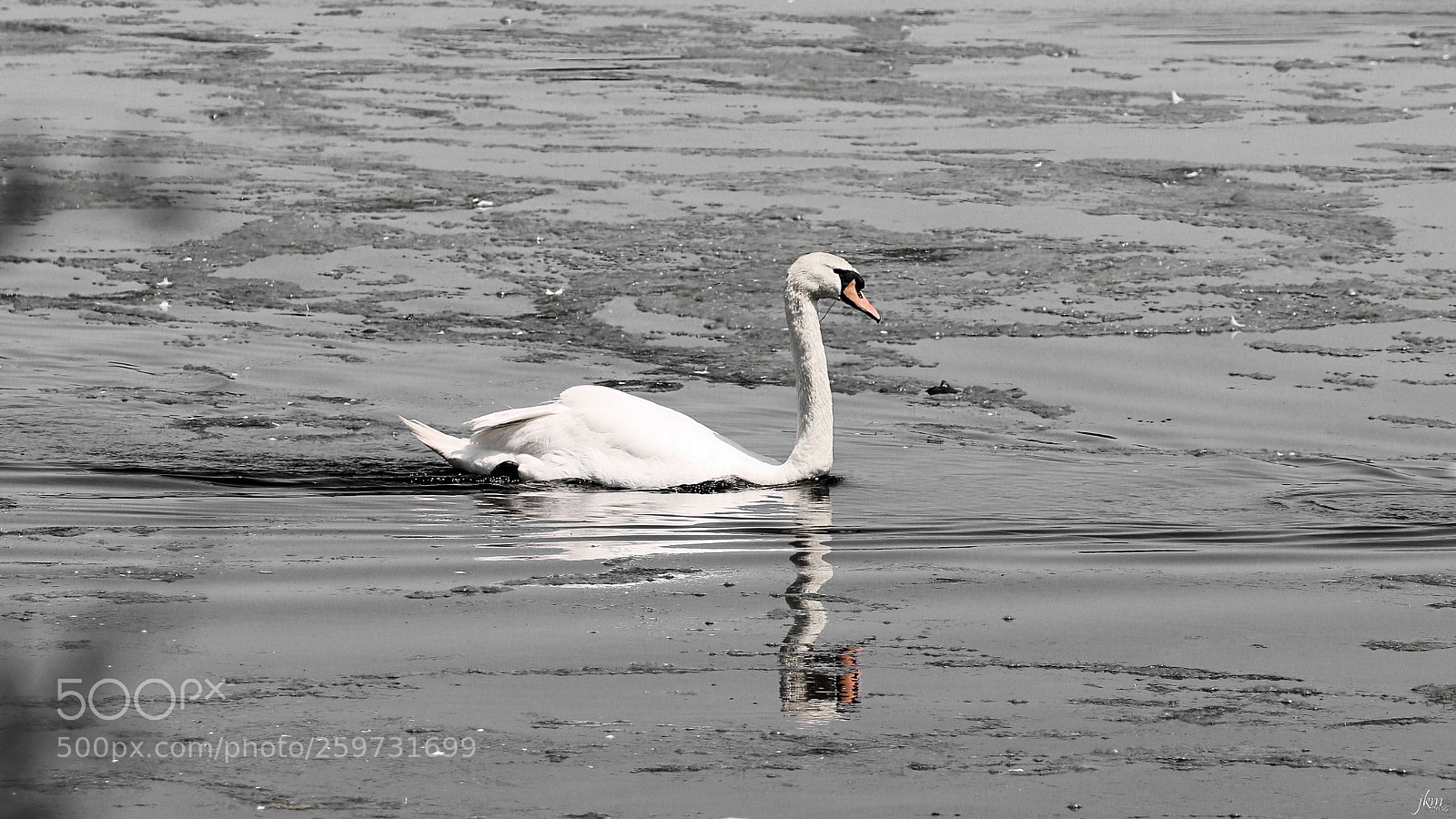 Canon EOS 750D (EOS Rebel T6i / EOS Kiss X8i) sample photo. The lone swan photography