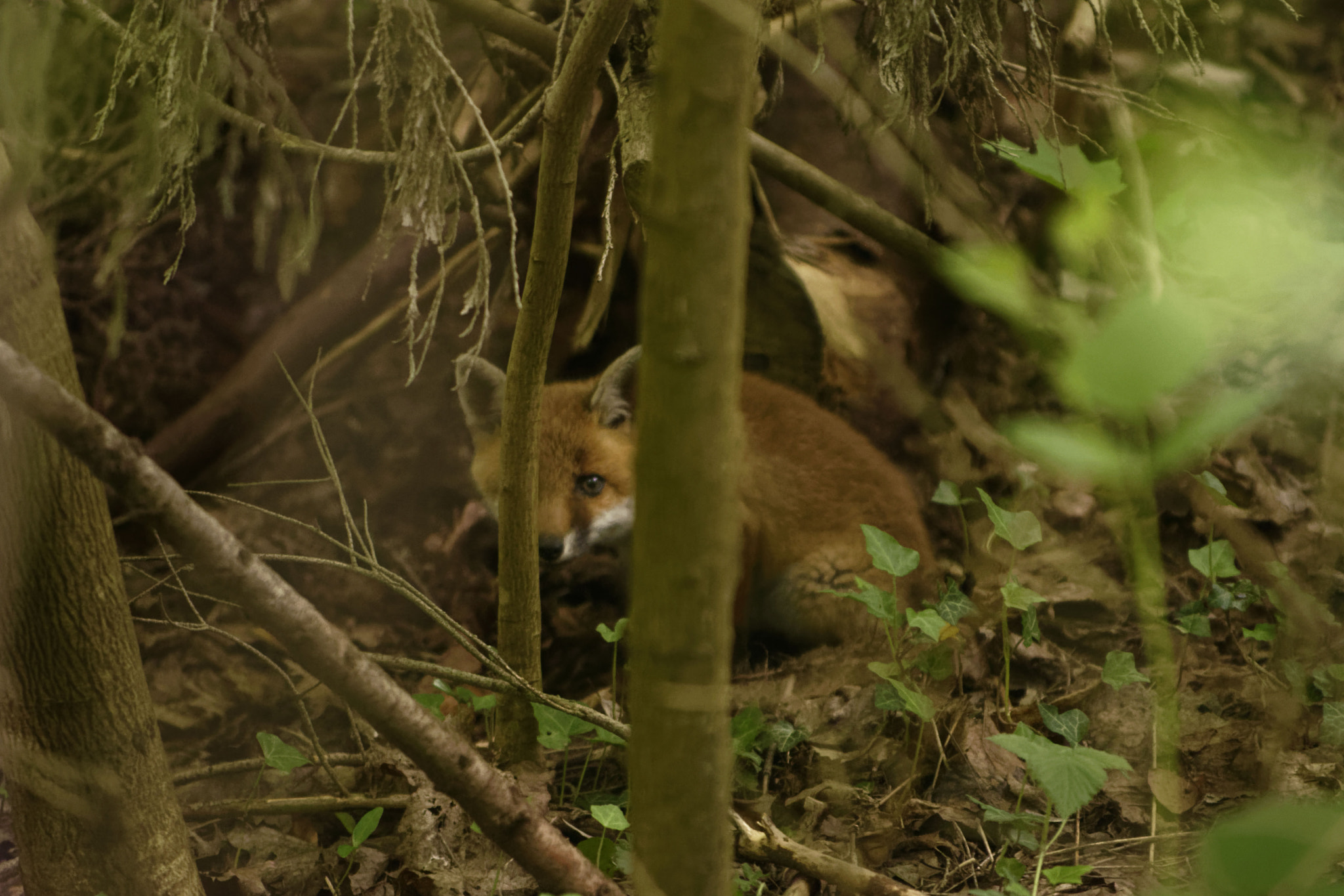 Nikon D7200 sample photo. Je te vois - i see you - vulpes vulpes photography