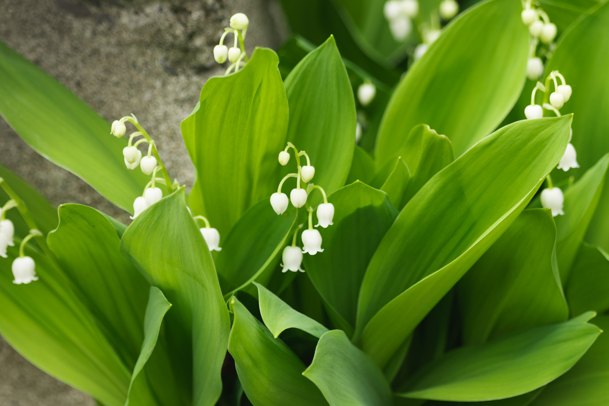 Canon EOS 800D (EOS Rebel T7i / EOS Kiss X9i) sample photo. Lily of the valley photography