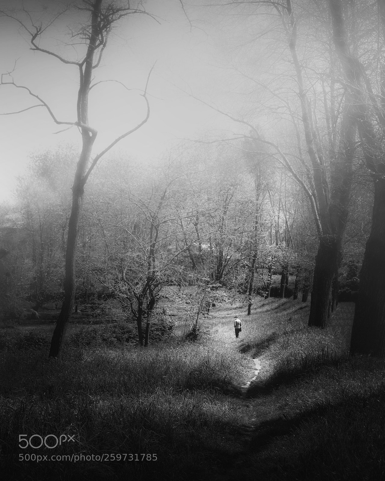 Fujifilm X-T2 sample photo. Explorando bajo la niebla photography