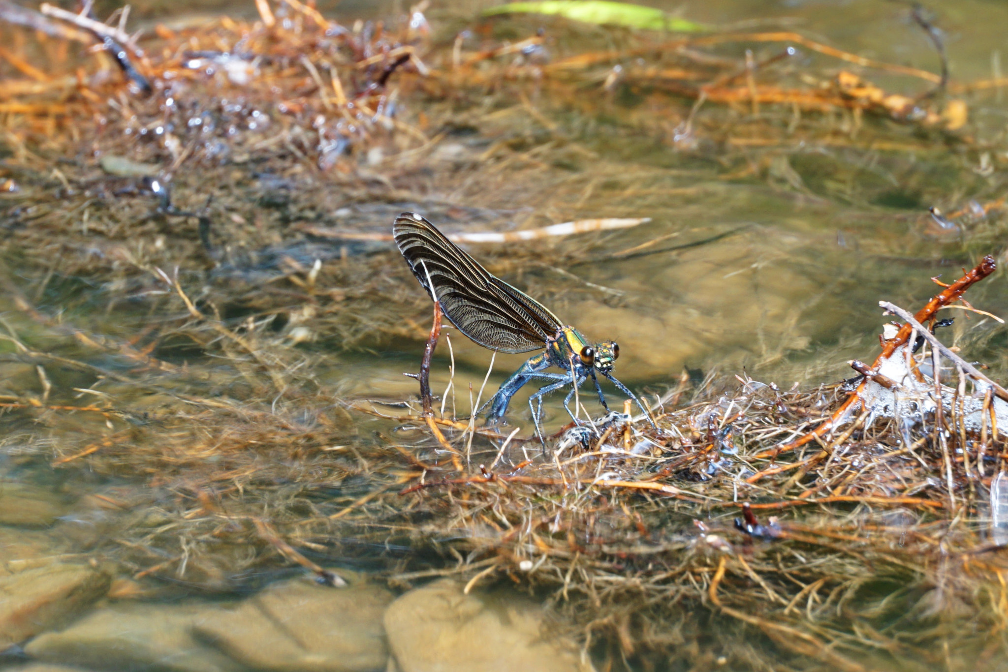 Sony a5100 sample photo. Libelle photography