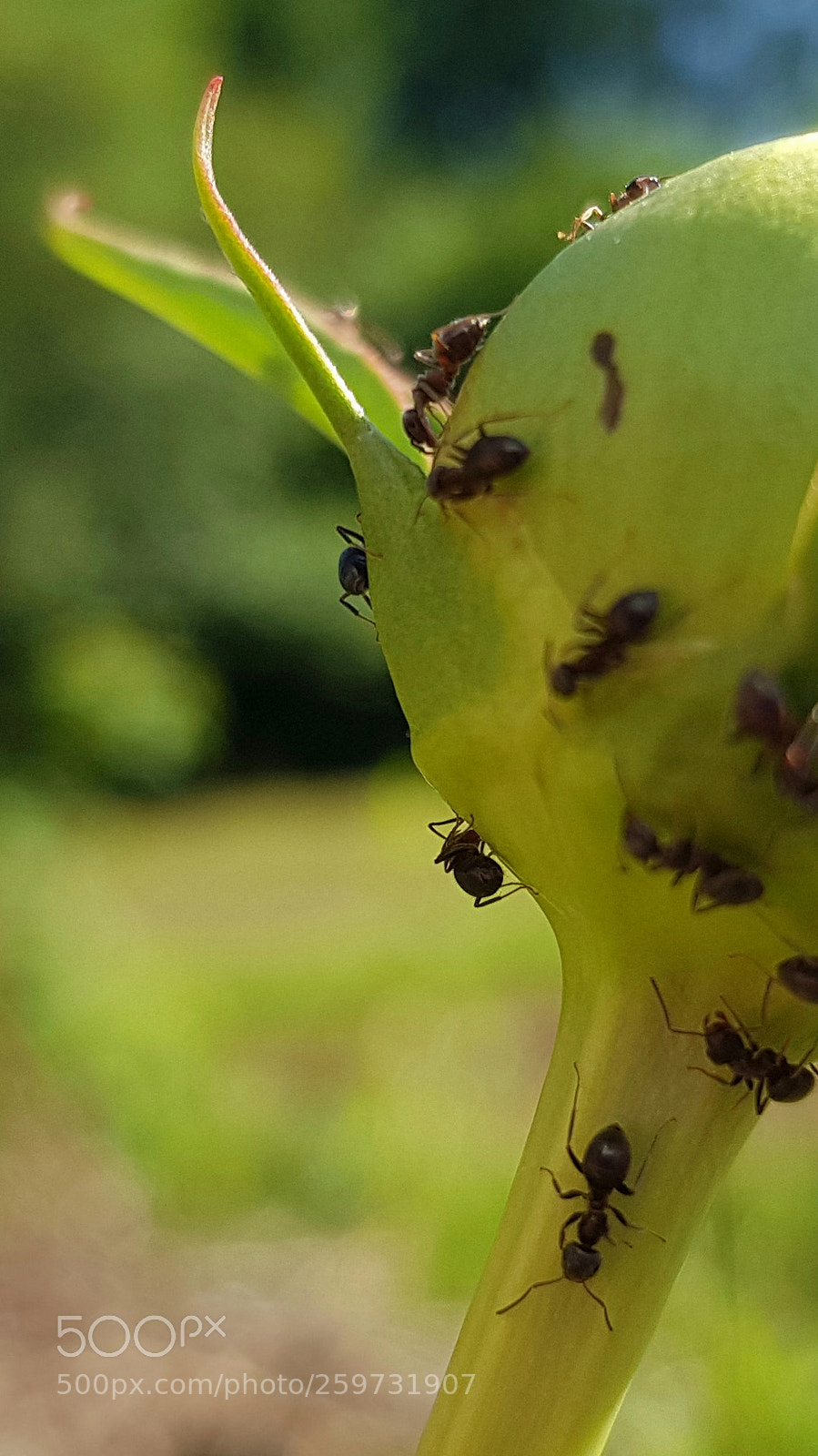 Samsung Galaxy S8 sample photo. Ant photography