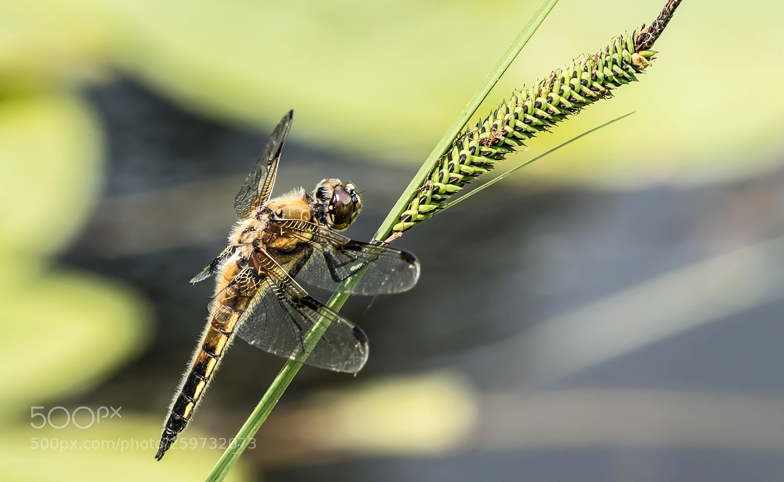 Nikon D750 sample photo. Dragonfly photography