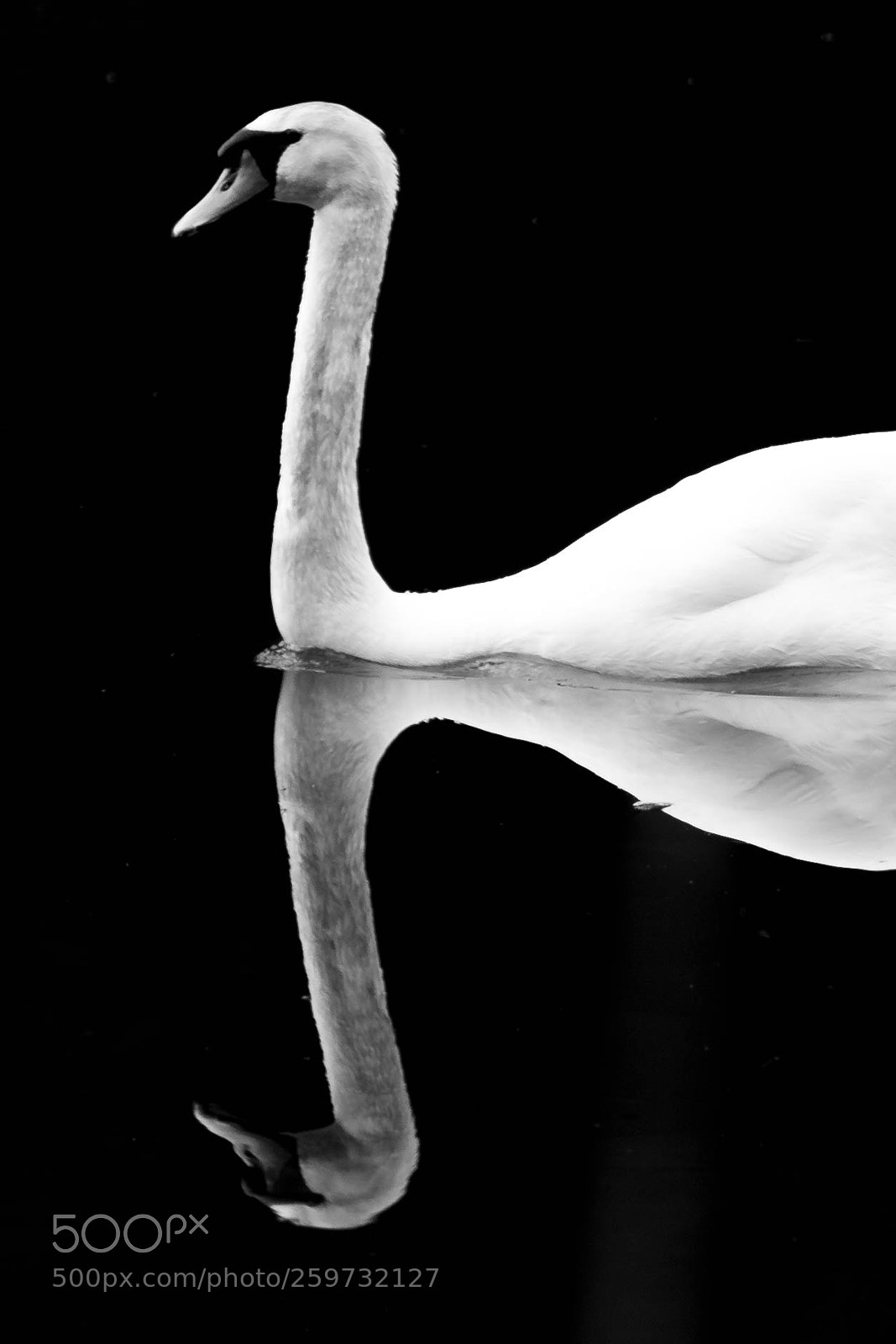 Canon EOS 6D sample photo. Horned swan mirror photography