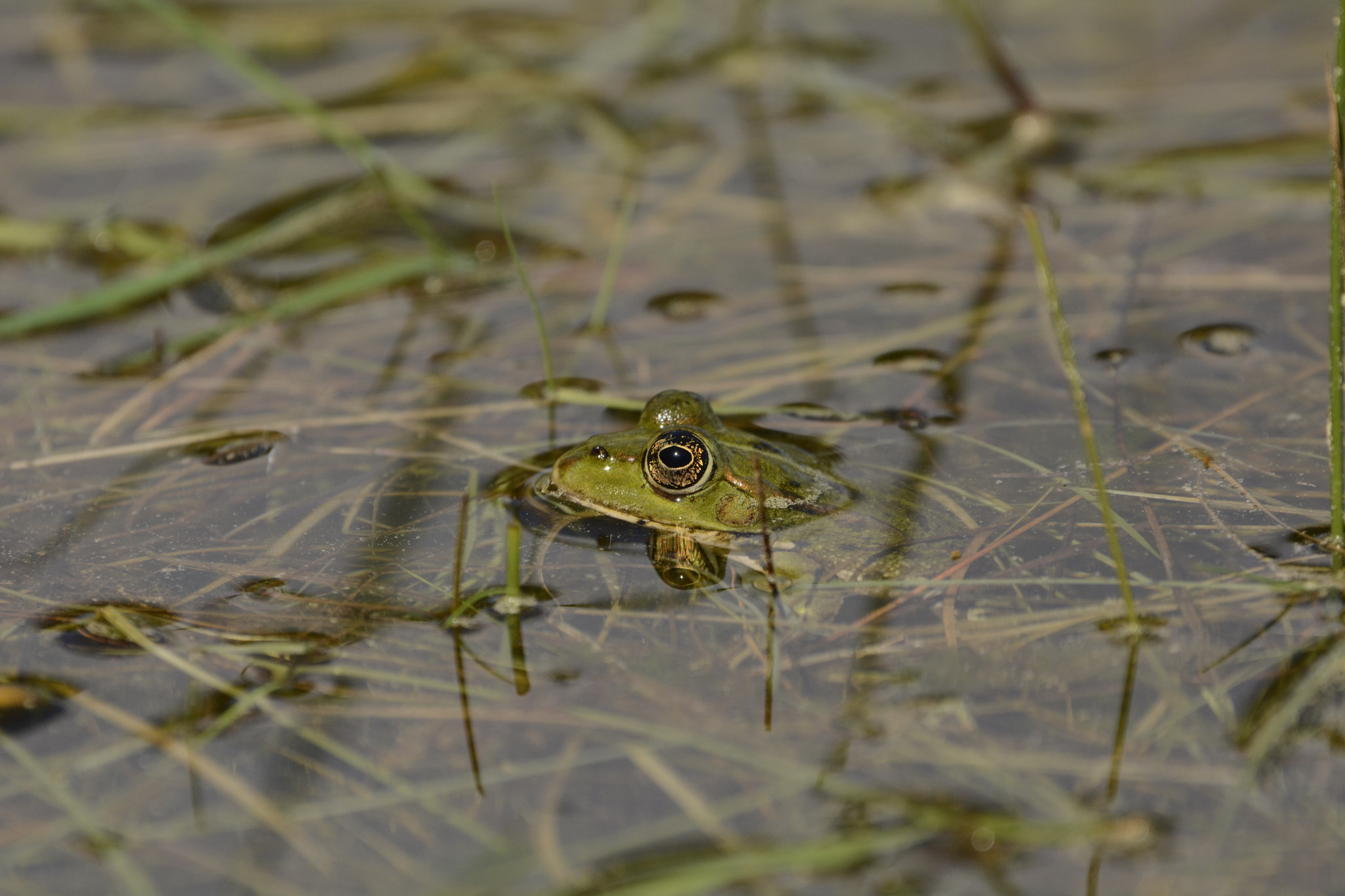 Nikon D7100 + Sigma 150-600mm F5-6.3 DG OS HSM | C sample photo. Pelophylax lessonae photography