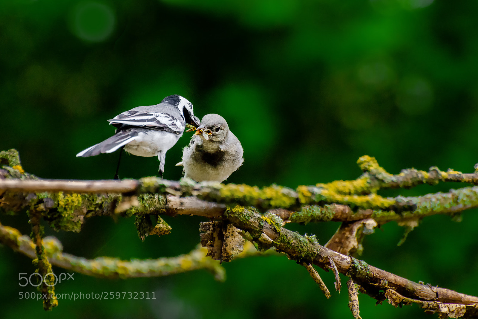 Nikon D7200 sample photo. Wagtail feeding photography