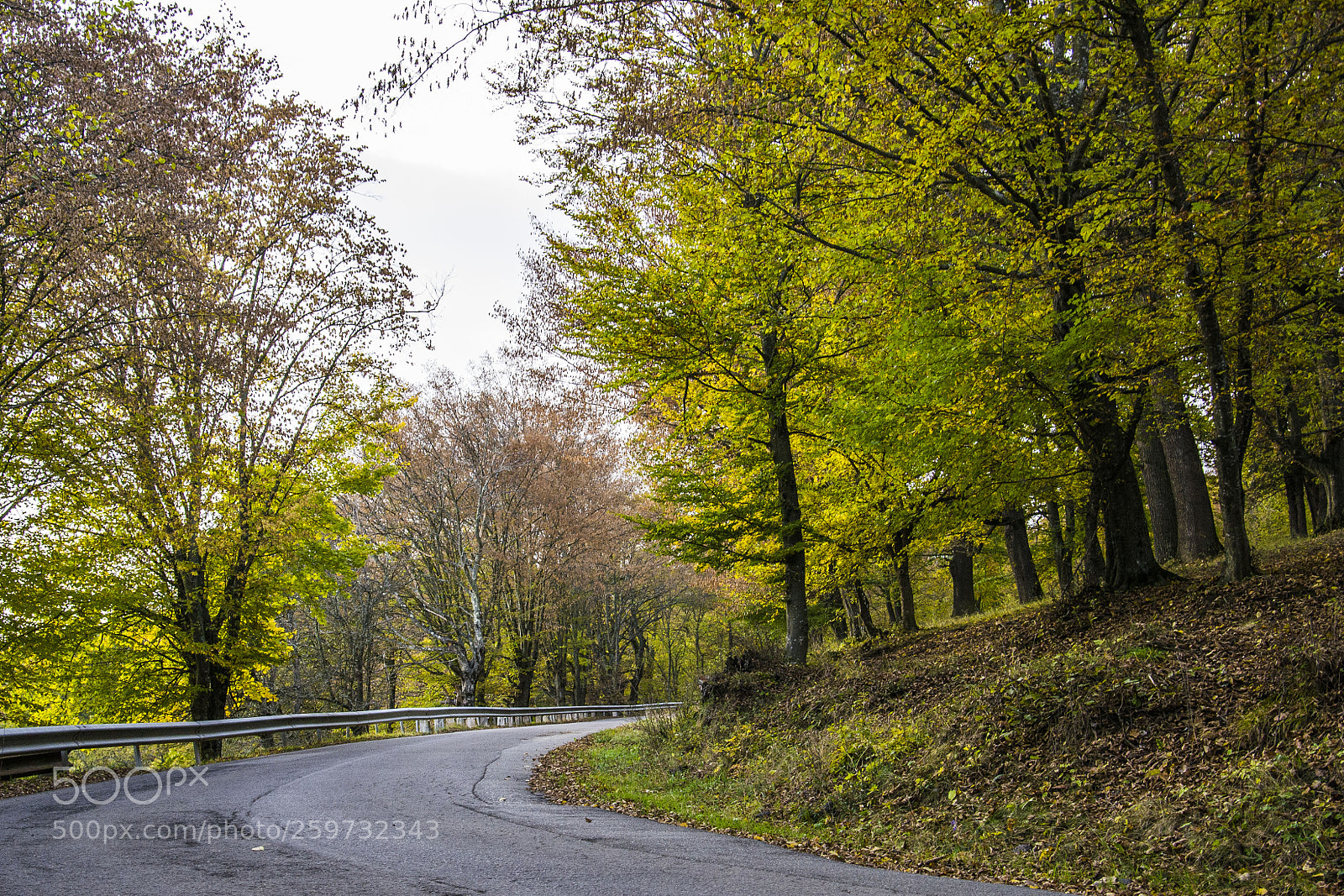 Nikon D3100 sample photo. Autumn tree photography
