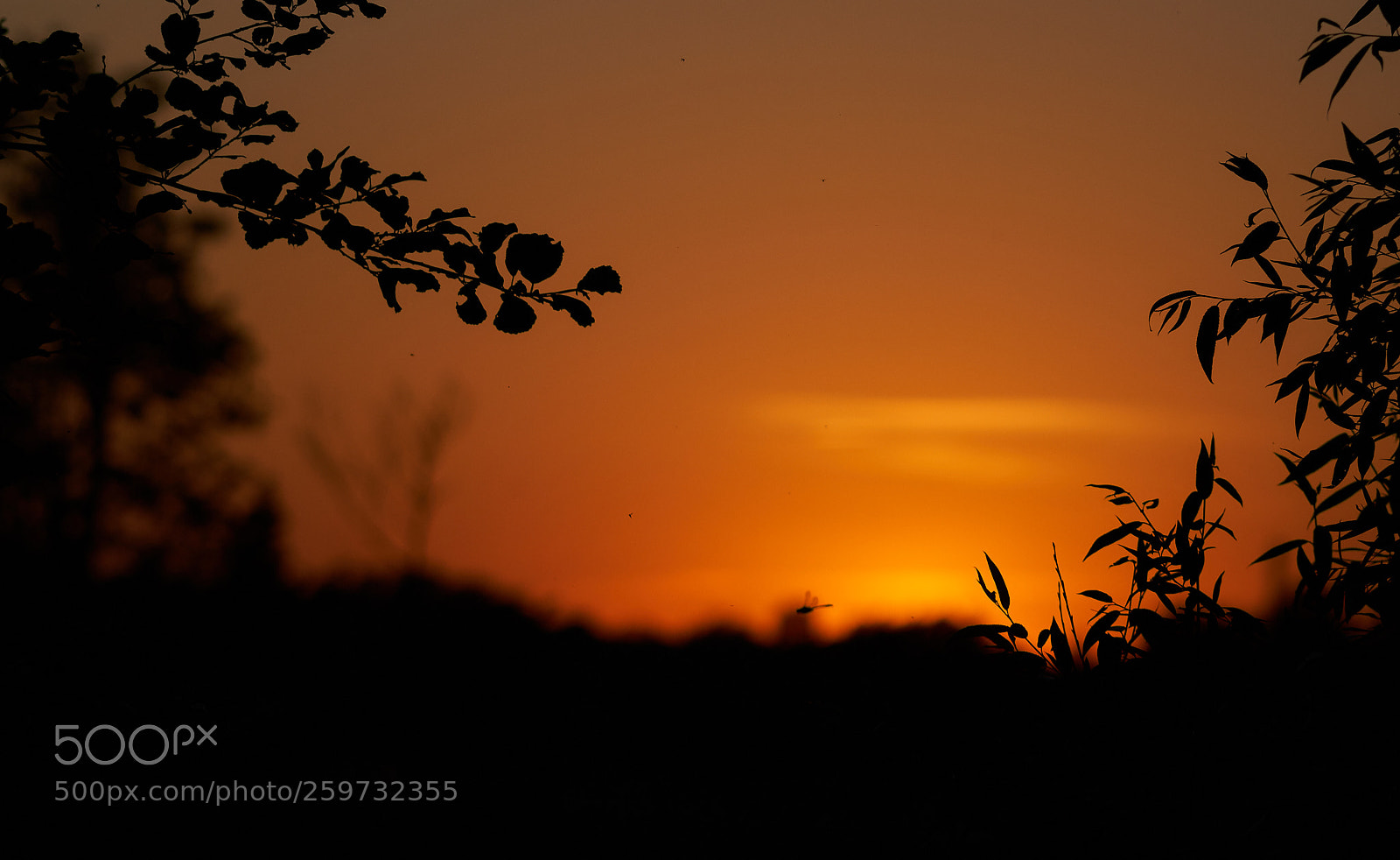 Sony a99 II sample photo. вечер photography