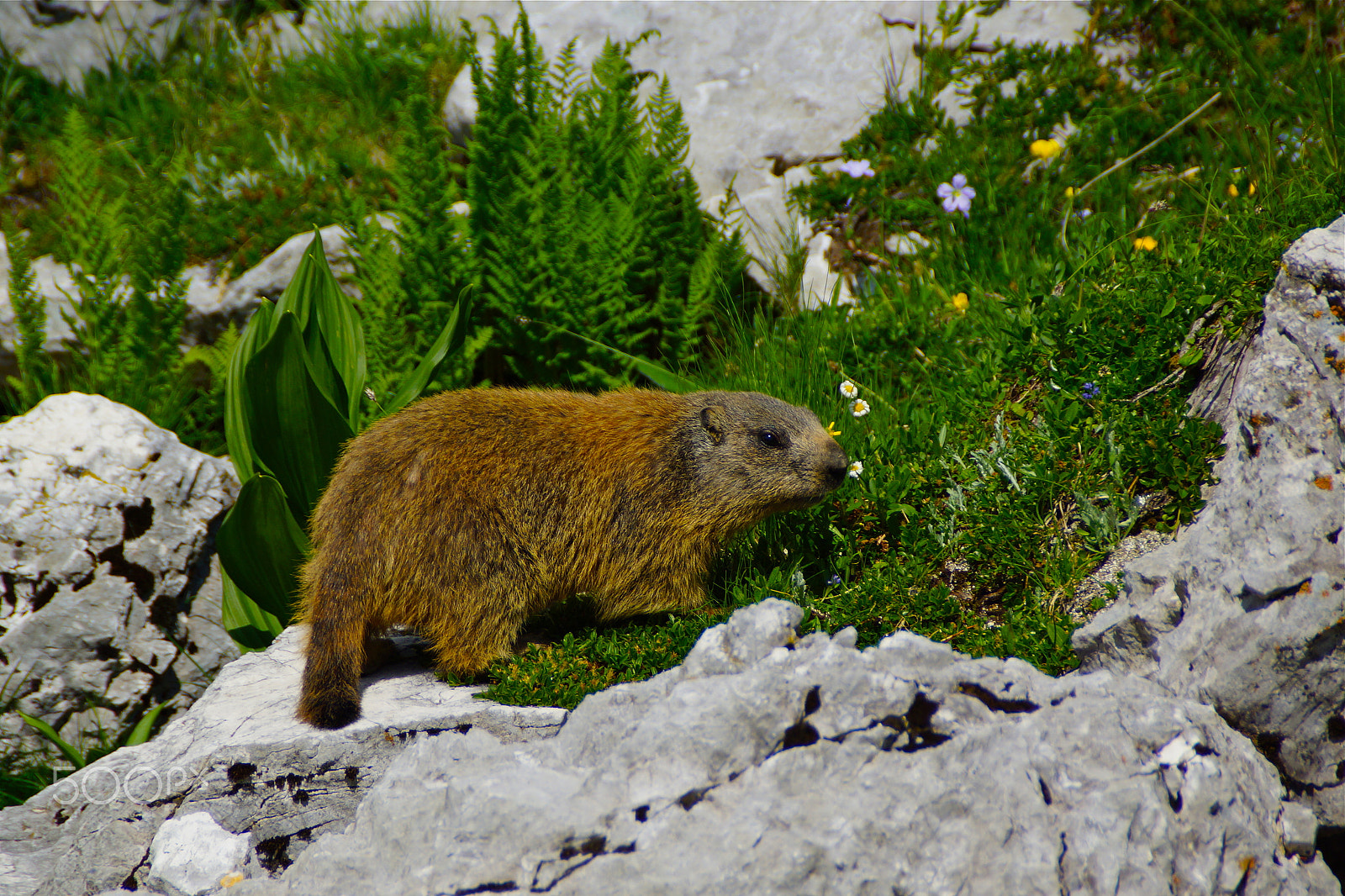 Sony SLT-A65 (SLT-A65V) + Sony DT 18-200mm F3.5-6.3 sample photo. Italy, alps ii, marmot / murmeltier photography