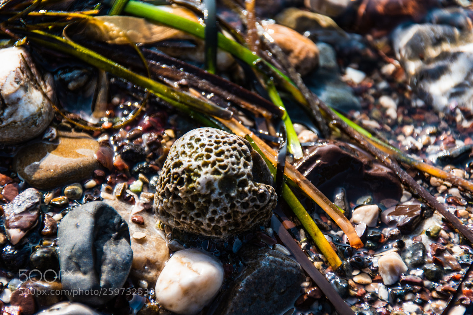 Nikon D5500 sample photo. Seashore closeup photography