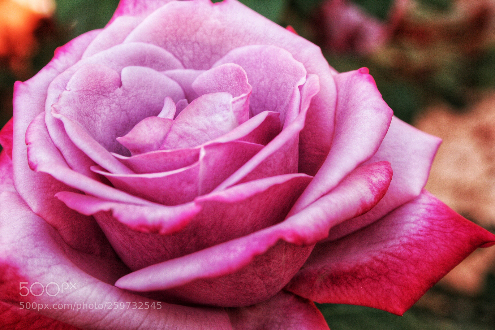 Canon EOS 350D (EOS Digital Rebel XT / EOS Kiss Digital N) sample photo. Pink rose photography