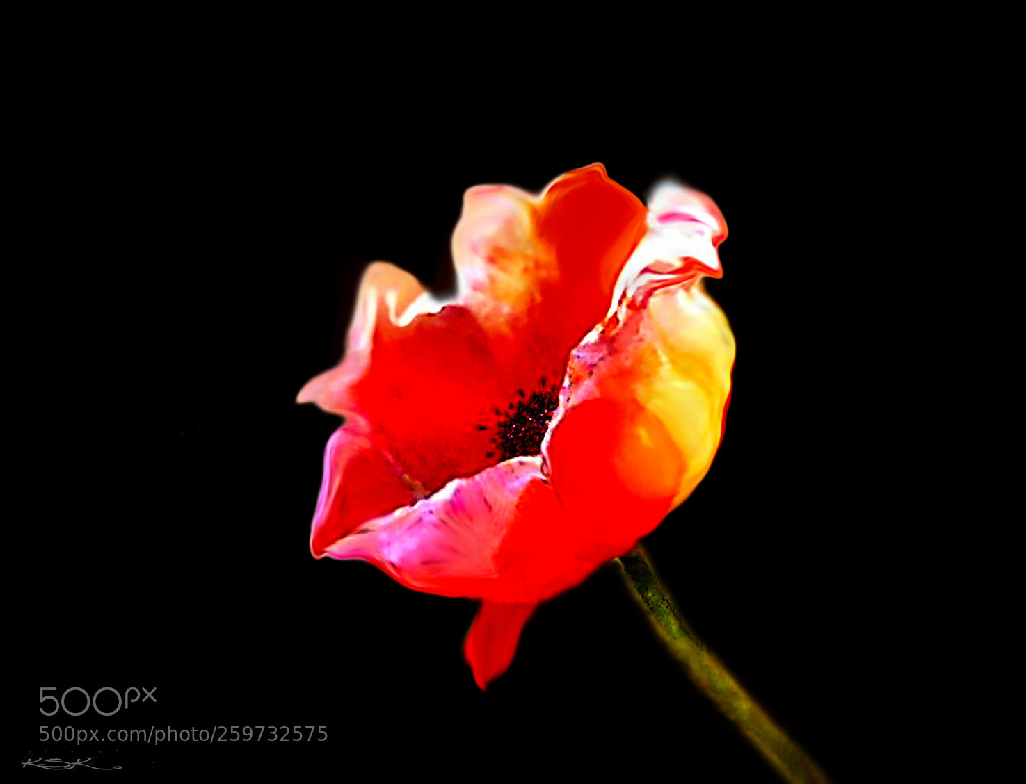 Nikon D5000 sample photo. Poppy photography