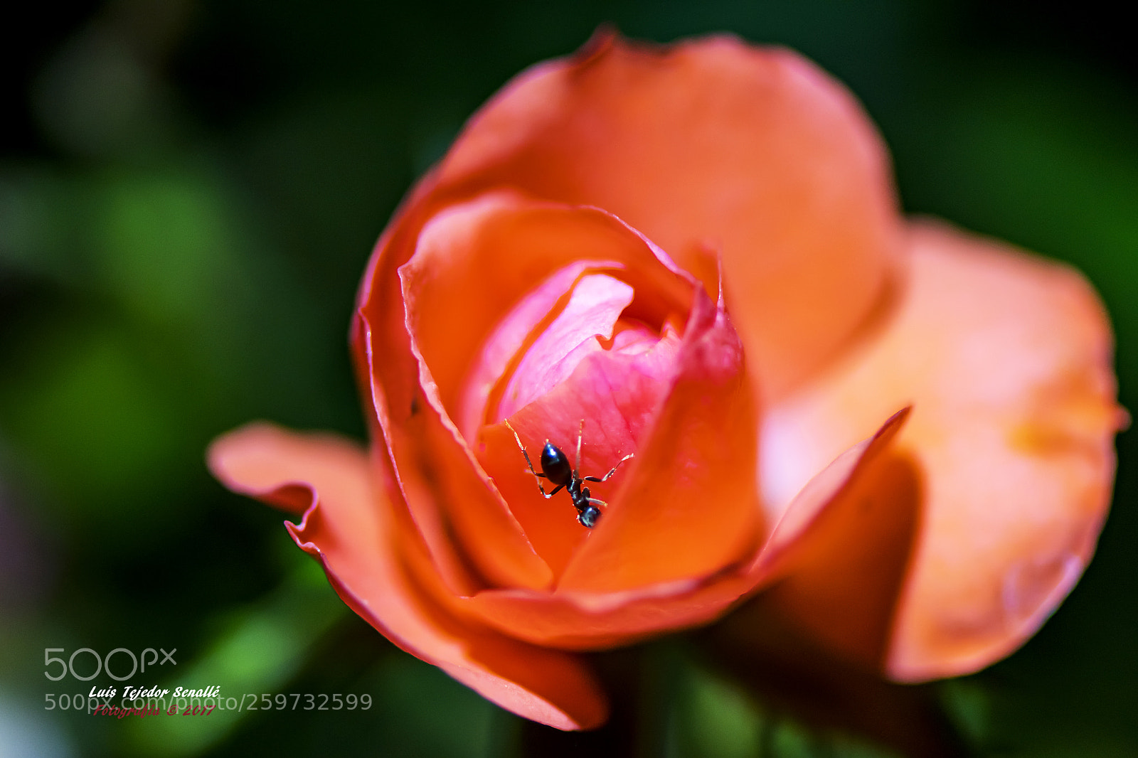Nikon D500 sample photo. Rosa photography