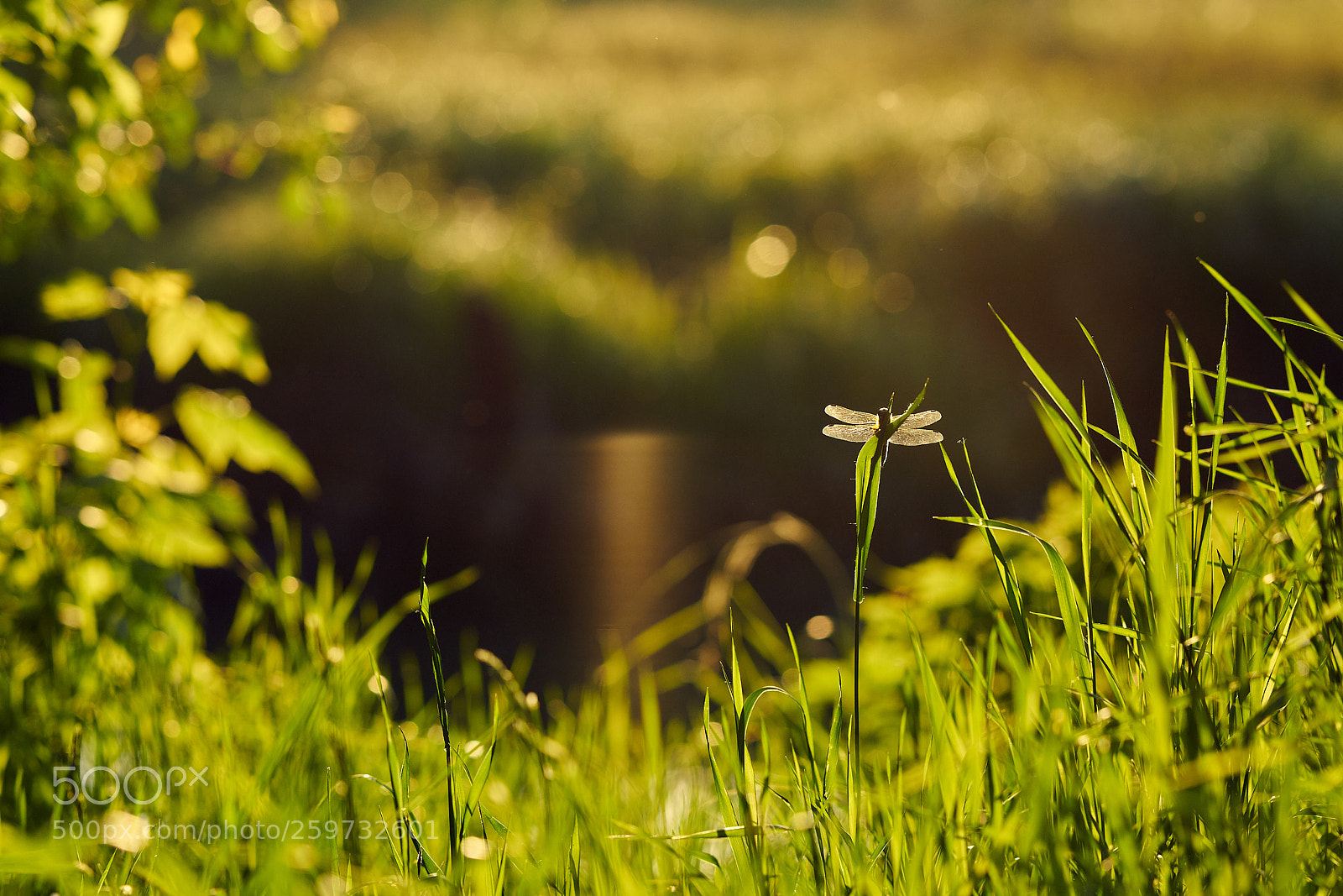 Sony a99 II sample photo. стрекоза у болота photography