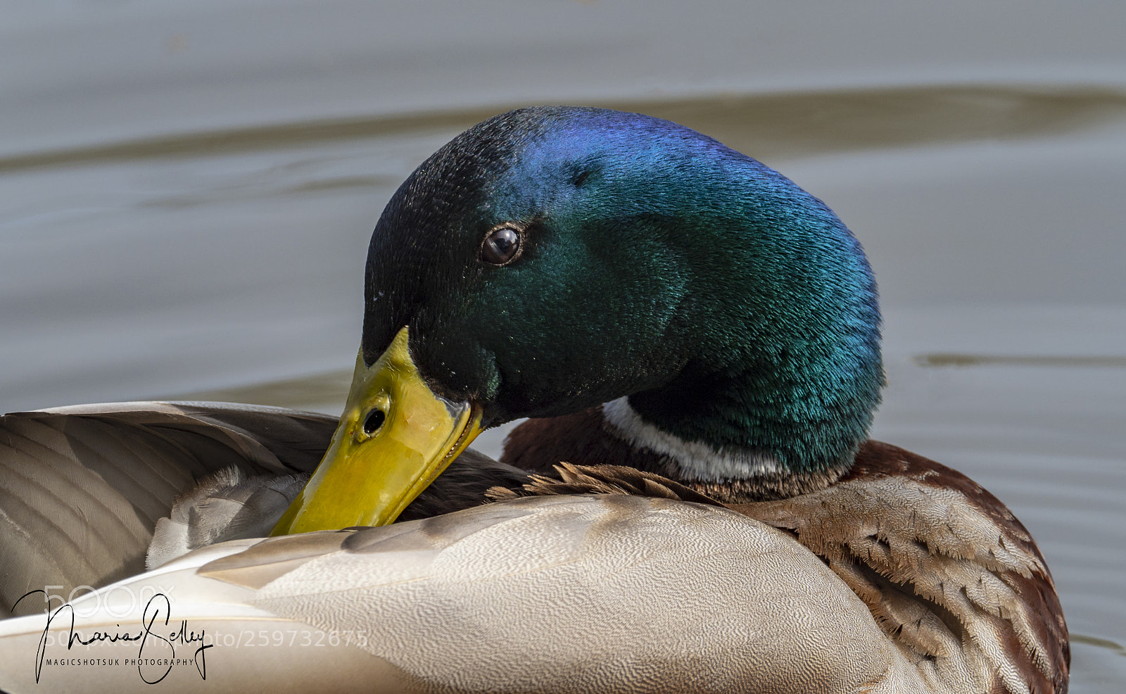 Olympus OM-D E-M1 Mark II sample photo. Head of colour photography
