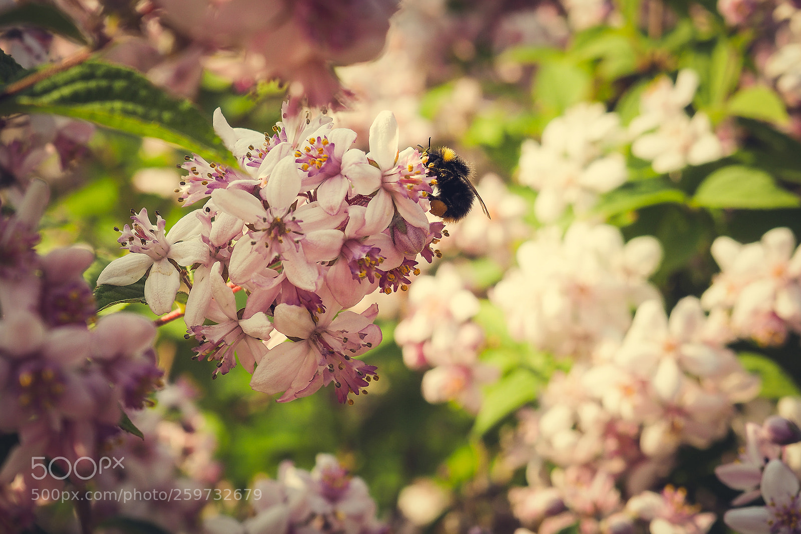 Olympus OM-D E-M10 II sample photo. Blossoms... photography