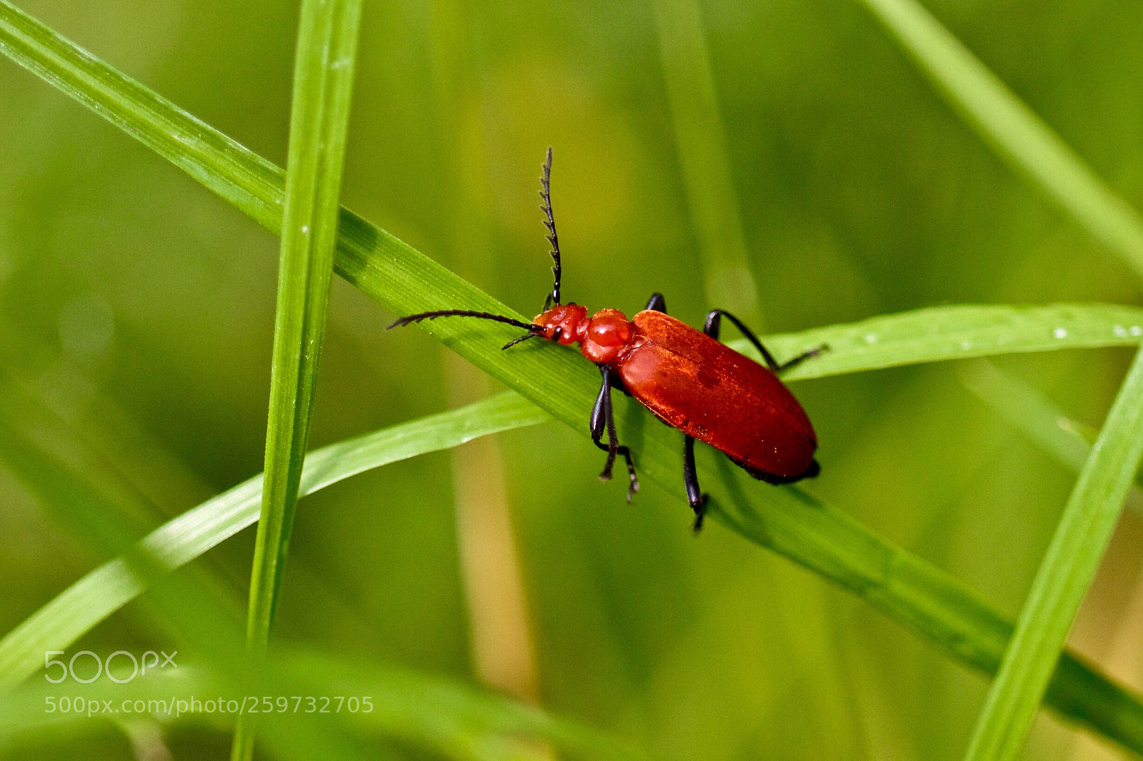 Canon EOS 7D sample photo. Roodkopvuurkever pyrochroa serraticornis

 photography