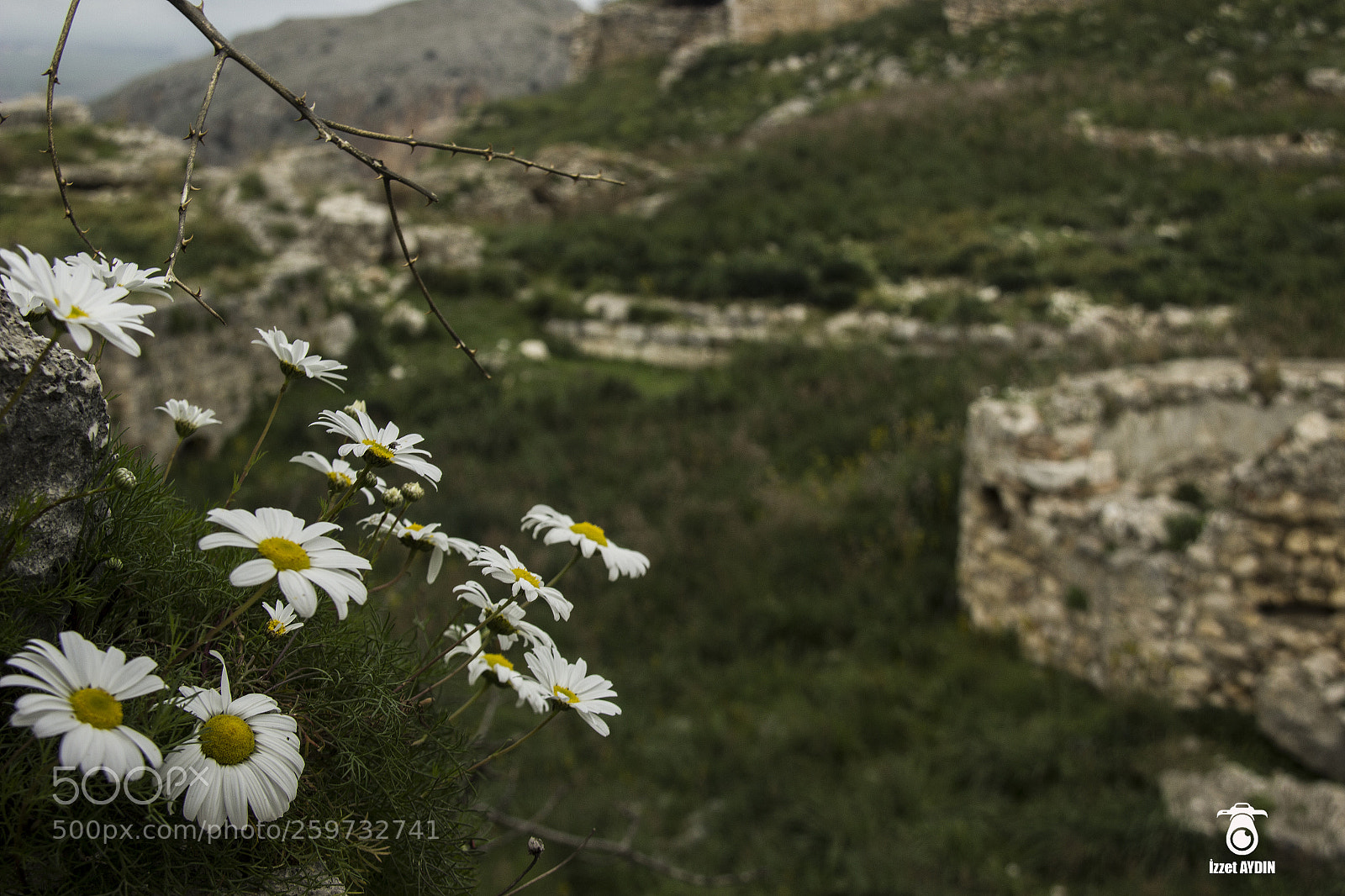 Canon EOS 600D (Rebel EOS T3i / EOS Kiss X5) sample photo. Daisies photography