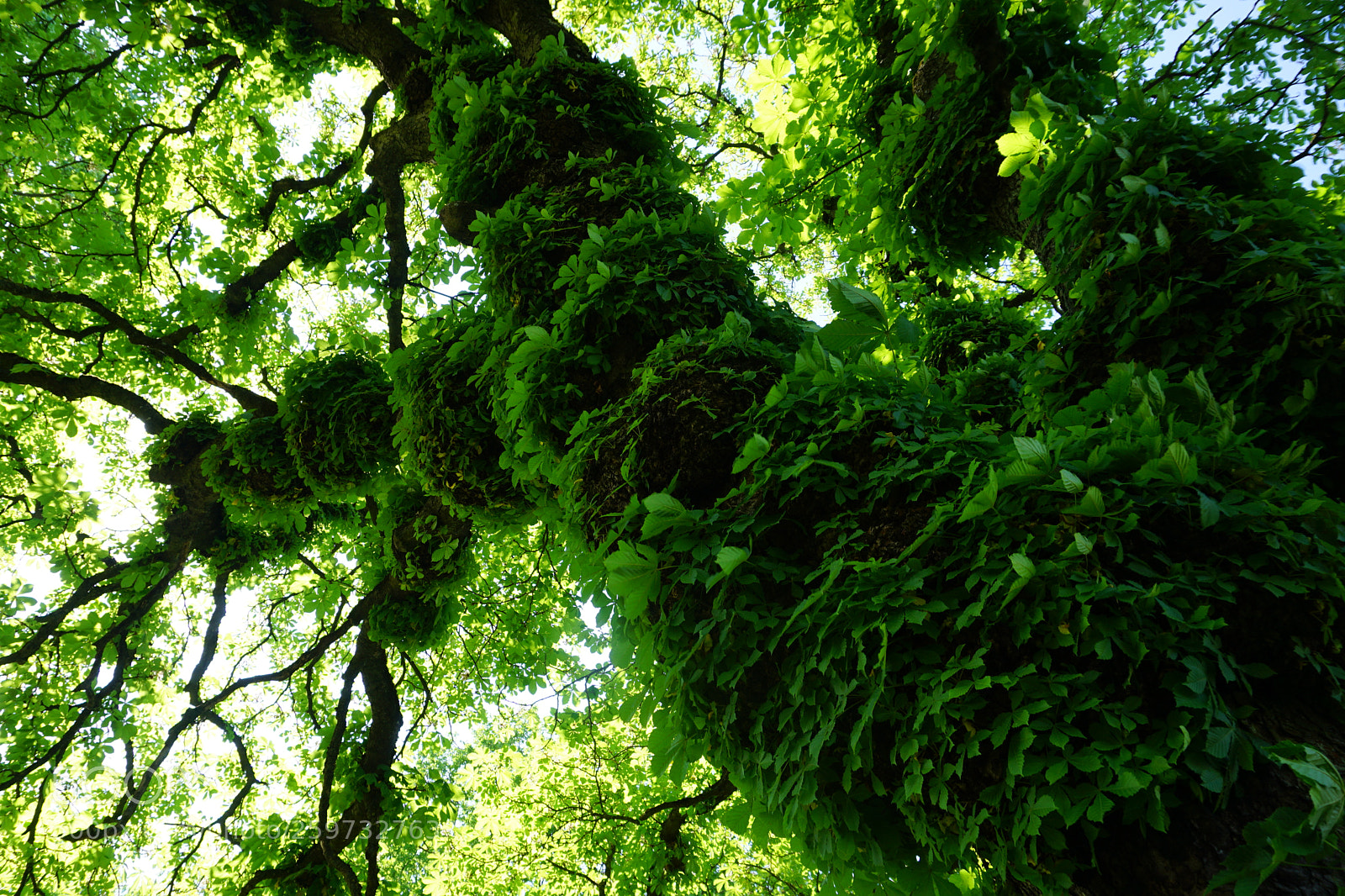 Sony a6000 sample photo. Labyrinth of leaves photography