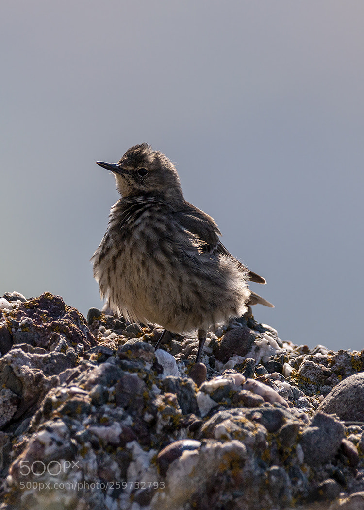Canon EOS 70D sample photo. Bird at gardenstown photography