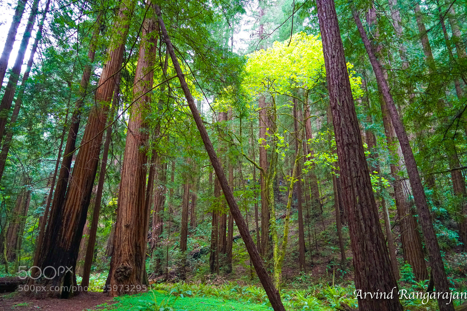 Sony a7R II sample photo. Muir woods photography