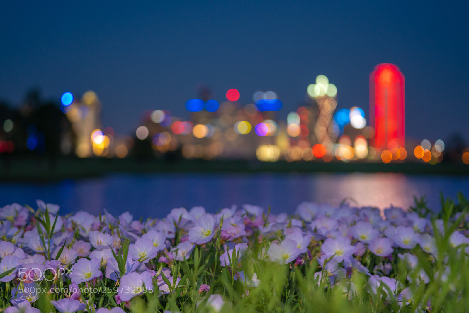 Sony a7R III sample photo. [][][] city lights [][][] photography